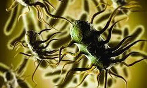 CDC cảnh báo về sự bùng phát vi khuẩn Listeria đa bang liên quan đến các loại thịt nguội