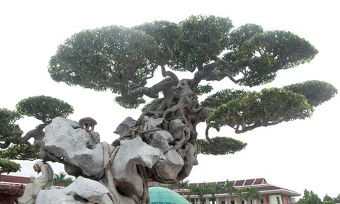 Choáng váng cây sanh cổ "khủng" ôm đá kỳ vĩ nhất Việt Nam