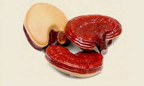 Nấm linh chi - dược liệu hỗ trợ tăng đề kháng