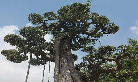 Sanh cổ "cột cờ Hà Nội" thế "khủng" giá lên đến hơn 2 tỷ đồng