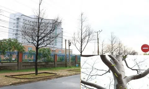 Kinh hãi cảnh sâu lạ “tấn công” hàng trăm cây xanh ven đường Vũng Tàu