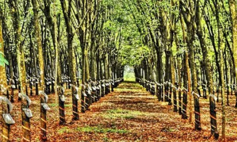 Giá cao su hôm nay 4/11: Thị trường lao dốc