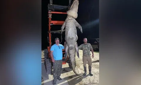 Ngư dân Florida bắt được cá sấu nặng gần 500 kg