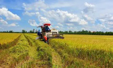 Giá lúa tốt, xuất khẩu gạo khả quan