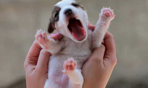 Những nguyên tắc khi tắm cho cún cưng