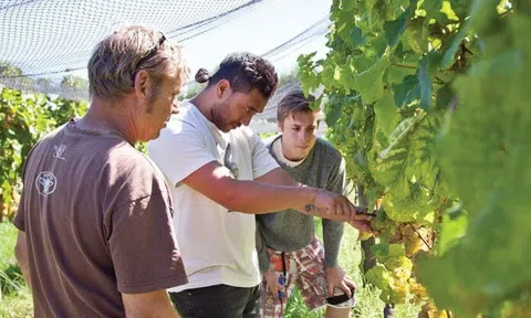 Du học New Zealand còn lựa chọn nào bên cạnh đại học?