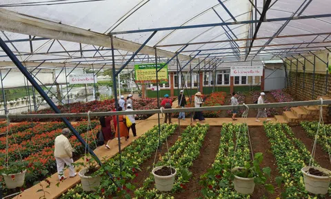 Lâm Đồng đón 200.000 lượt khách trong tháng 10/2020