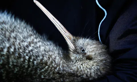 Gian lận phiếu trong cuộc bầu chọn chim ở New Zealand