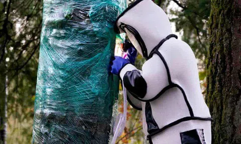 Tổ ong bắp cày sát thủ có đến gần 200 con ong chúa