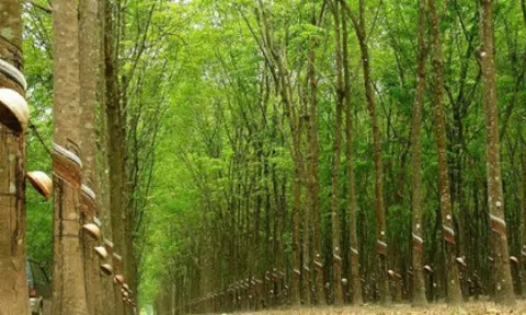 Giá cao su hôm nay 13/11: Giữ xu hướng tăng