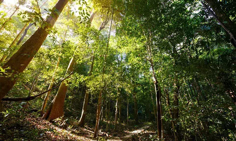 Đại biểu Quốc hội: Chỉ có rừng tự nhiên mới có năng lực bảo vệ đất đai