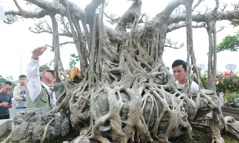 Cây cảnh “Kỳ duyên mộc thạch" có giá 5 tỷ đồng chủ nhân không bán