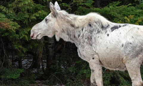 Dân bản địa ở Canada phẫn nộ vì nai sừng tấm linh thiêng bị giết