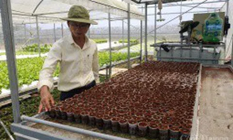 Hà Lan hỗ trợ Đà Nẵng phát triển nông nghiệp công nghệ cao