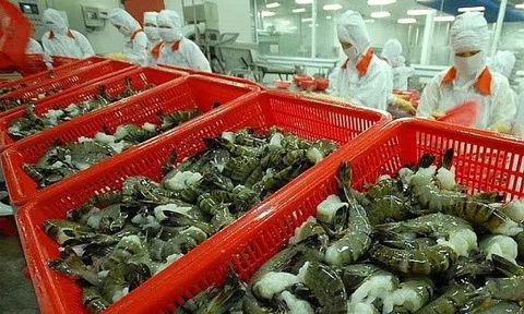 VASEP: Dự báo xuất khẩu tôm sang Hà Lan tiếp tục tăng vào cuối năm