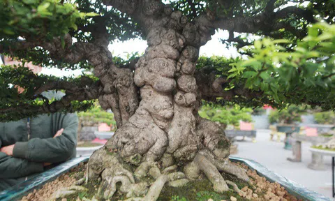 Ngắm cây cảnh mai chiếu thủy tiền tỷ khiến giới chơi cây trầm trồ