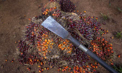 Lao động nữ bị cưỡng bức, bóc lột tại các đồn điền dầu cọ Đông Nam Á