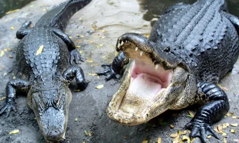 Hermès mở trang trại 50.000 con cá sấu để làm túi