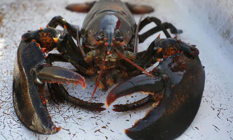 Ngành tôm hùm Mỹ tìm sự ổn định sau 4 năm sóng gió với ông Trump