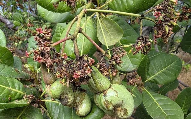 Sâu bệnh bùng phát sau mưa trái mùa, vụ điều ở Đồng Nai đối mặt rủi ro lớn